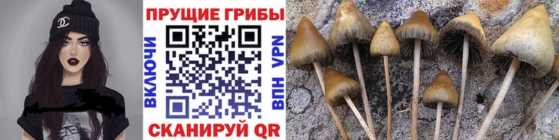 Галлюциногенные грибы мицелий  Купить закладки  Находка 